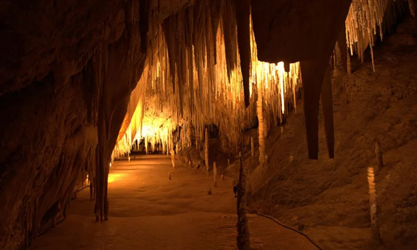 Tahune Airwalk and Hastings Caves Guided Tour | Experience Oz
