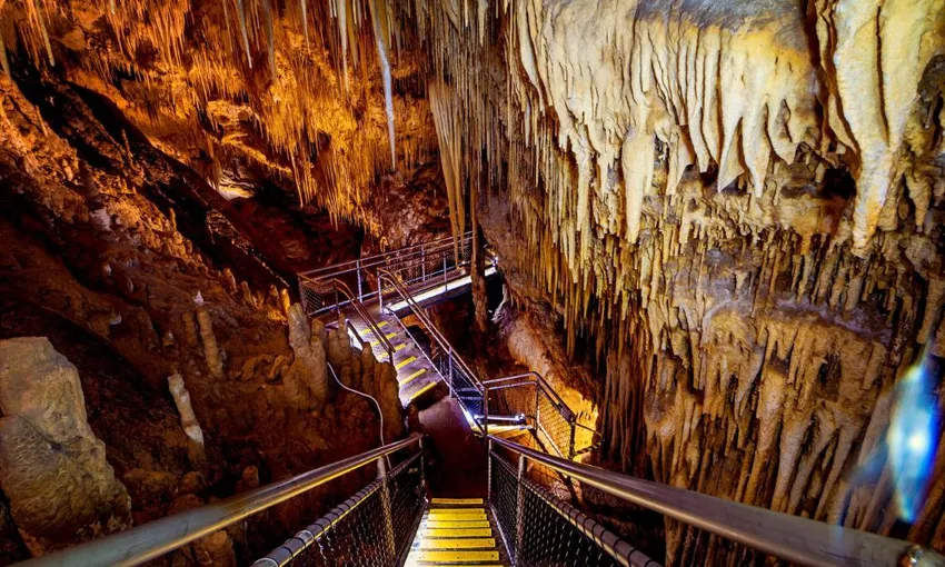 Tahune Airwalk and Hastings Caves Guided Tour | Experience Oz