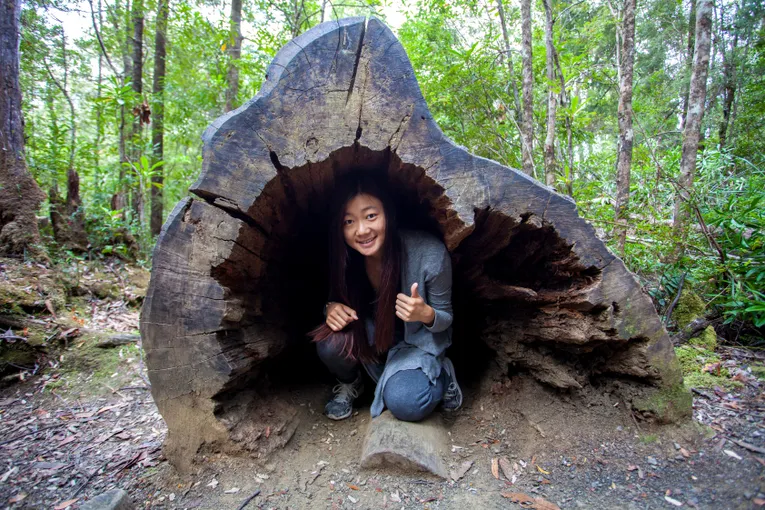 Tahune Airwalk and Hastings Caves Guided Tour | Experience Oz