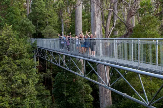 Tahune Airwalk and Hastings Caves Guided Tour - Full Day