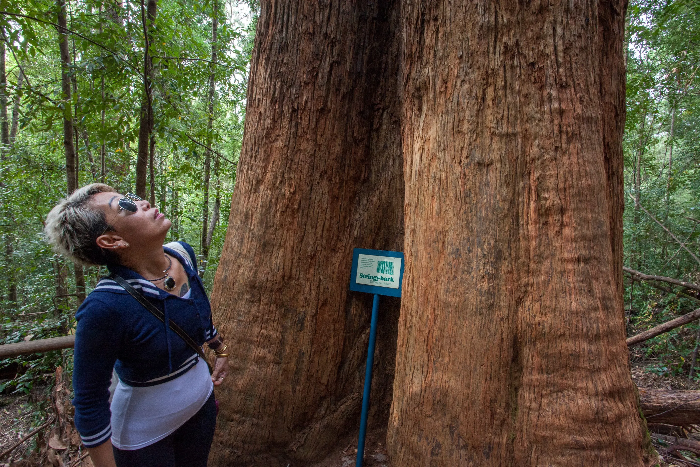 Tahune Airwalk and Hastings Caves Guided Tour | Experience Oz-7