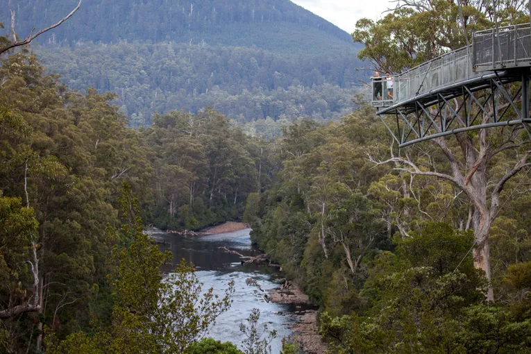 Tahune Airwalk and Hastings Caves Guided Tour | Experience Oz