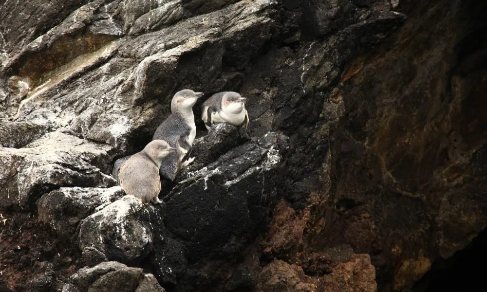 Evening Penguin Tour - 3.5 Hours | Book Now | Local Agent-4