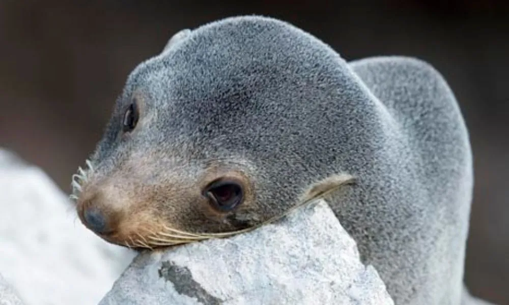 Evening Penguin Tour - 3.5 Hours | Book Now | Local Agent-3