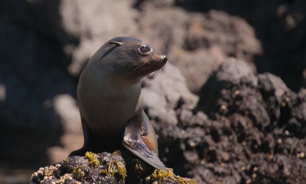 Evening Penguin Tour - 3.5 Hours | Book Now | Local Agent-6