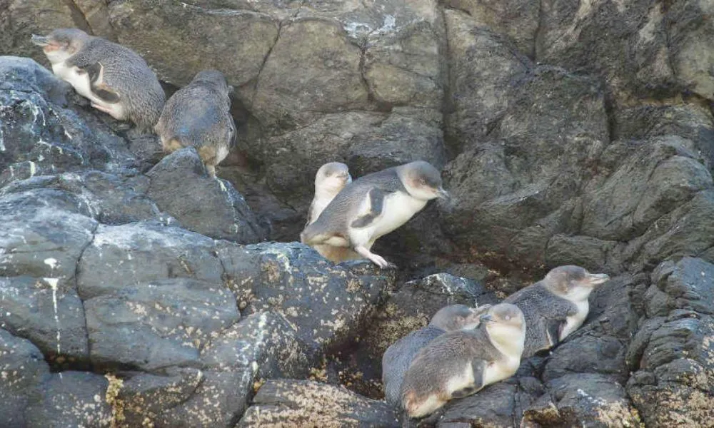 Evening Penguin Tour - 3.5 Hours | Book Now | Local Agent-2