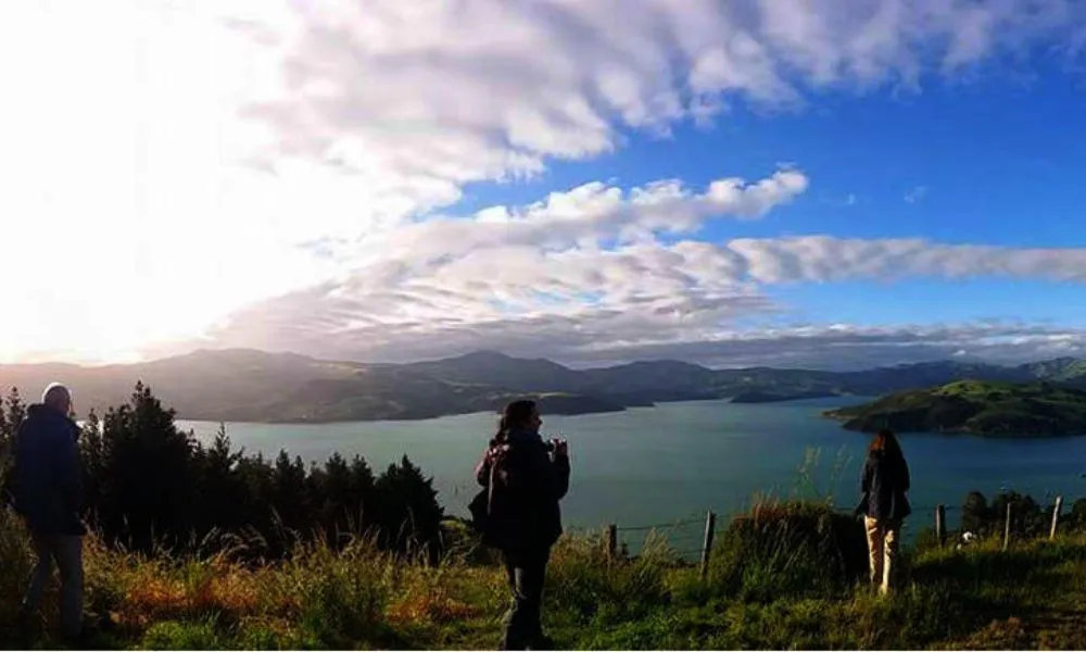 Evening Penguin Tour - 3.5 Hours | Book Now | Local Agent-5