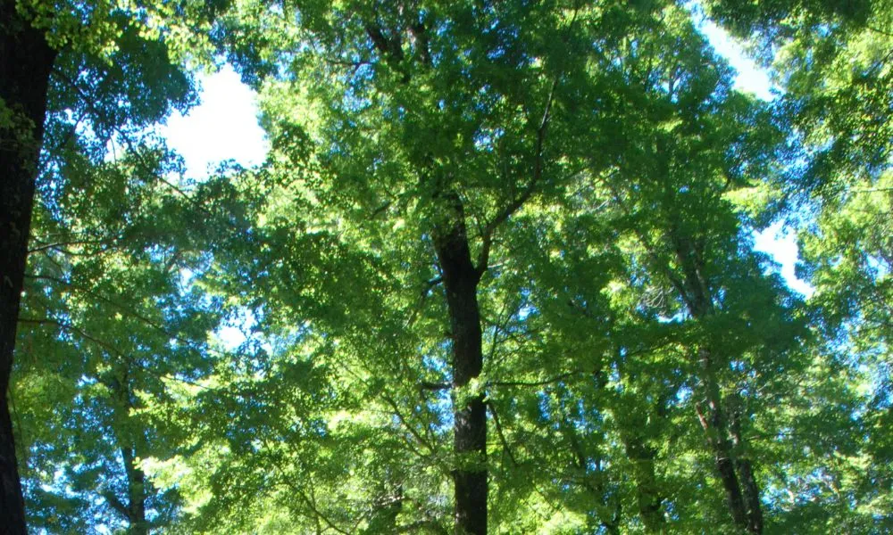 Full Day Hike and Kayak Combo  - Book Now | Experience Oz-6