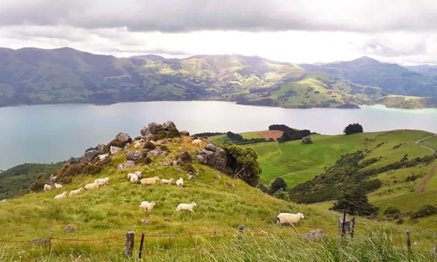 24 Hour Escape in Pohatu Bay with Penguin Tour | Local Agent