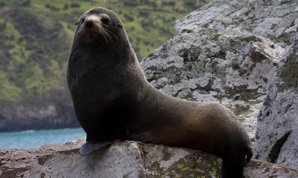 Kayak and Evening Tour Combo - Book Now | Experience Oz-1