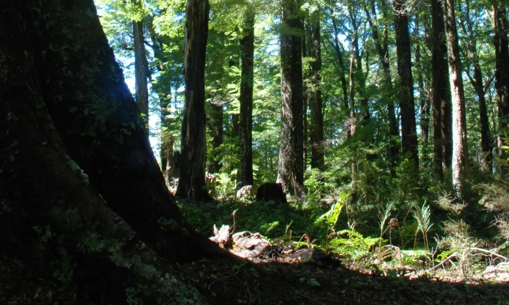 Kayak and Evening Tour Combo - Book Now | Experience Oz-6