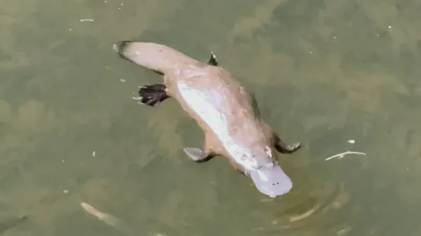 Platypus and Waterfalls