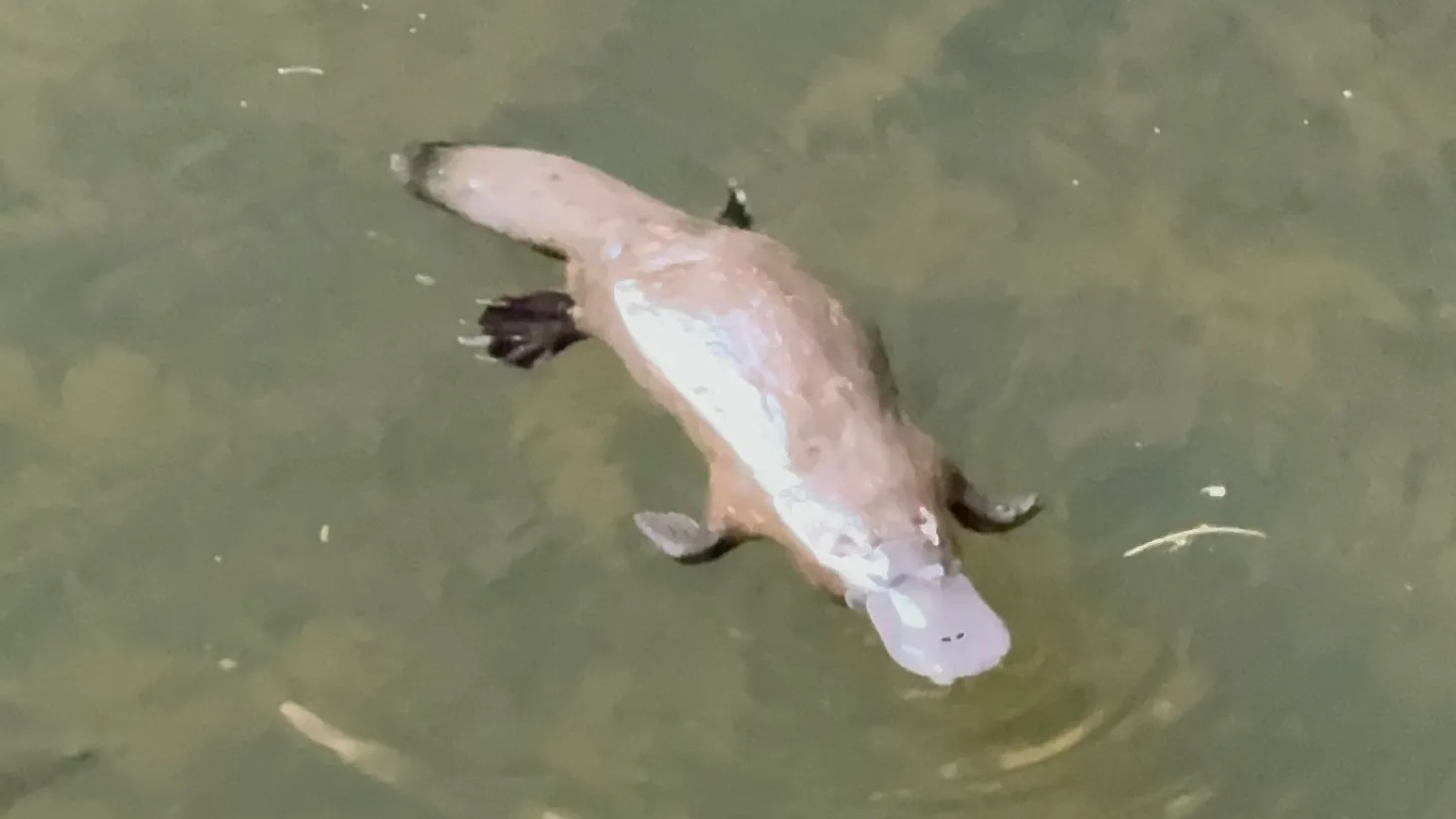 Eungella National Park Rainforest & Wild Platypus Encounter - Full Day| Experience Oz-2