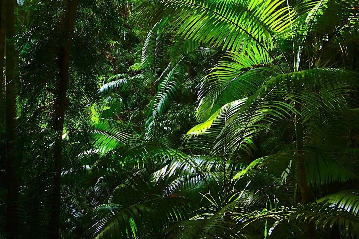 Eungella National Park Rainforest & Wild Platypus Encounter - Full Day| Experience Oz-4