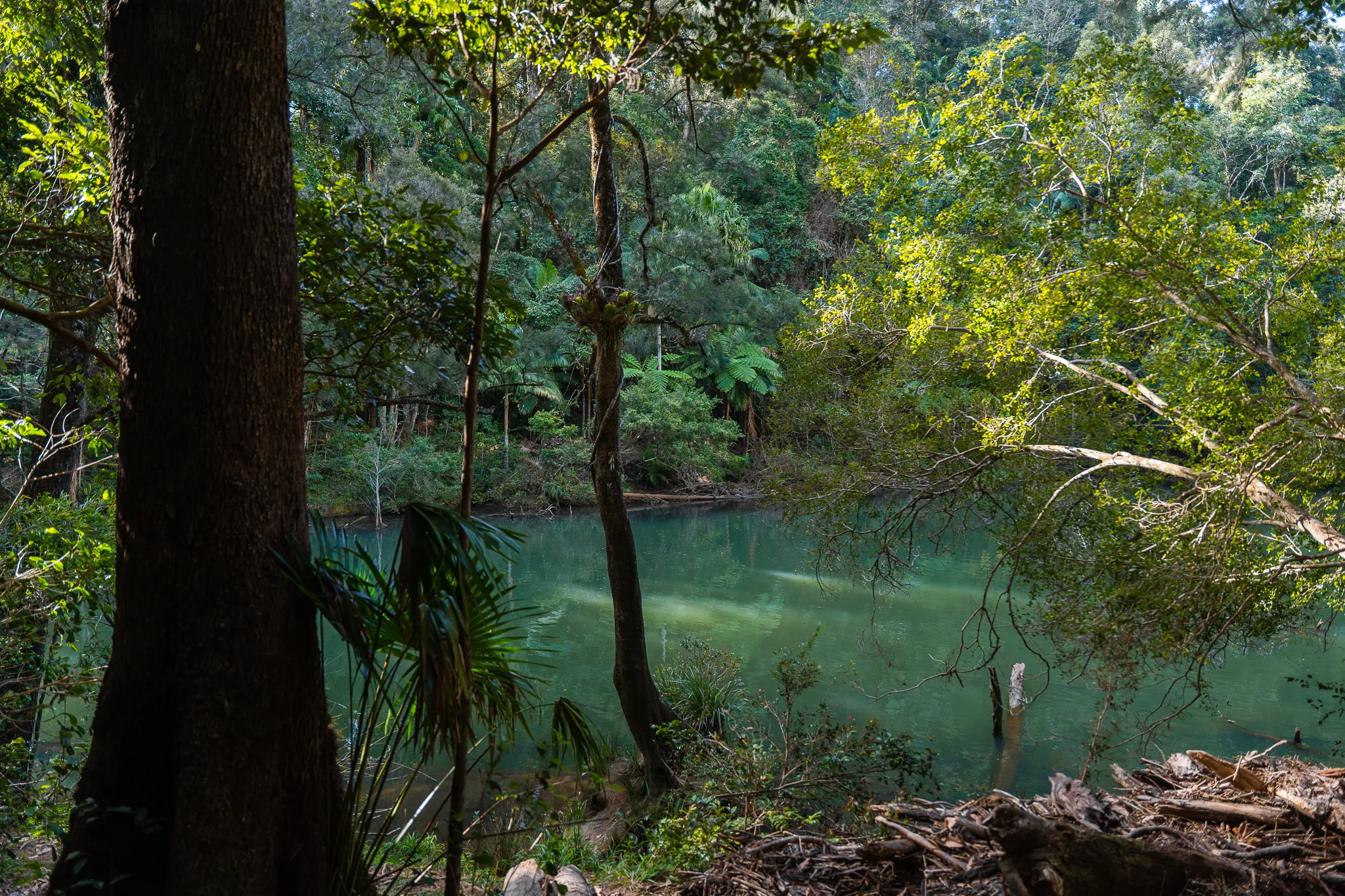 Eungella National Park Rainforest & Wild Platypus Encounter - Full Day| Experience Oz-1