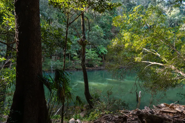 Eungella National Park Rainforest & Wild Platypus Encounter - Full Day| Experience Oz
