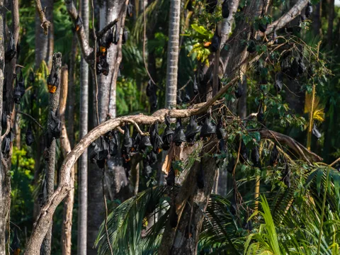 Airlie Beach Eungella Full Day Small Group Wild Platypus Encounter