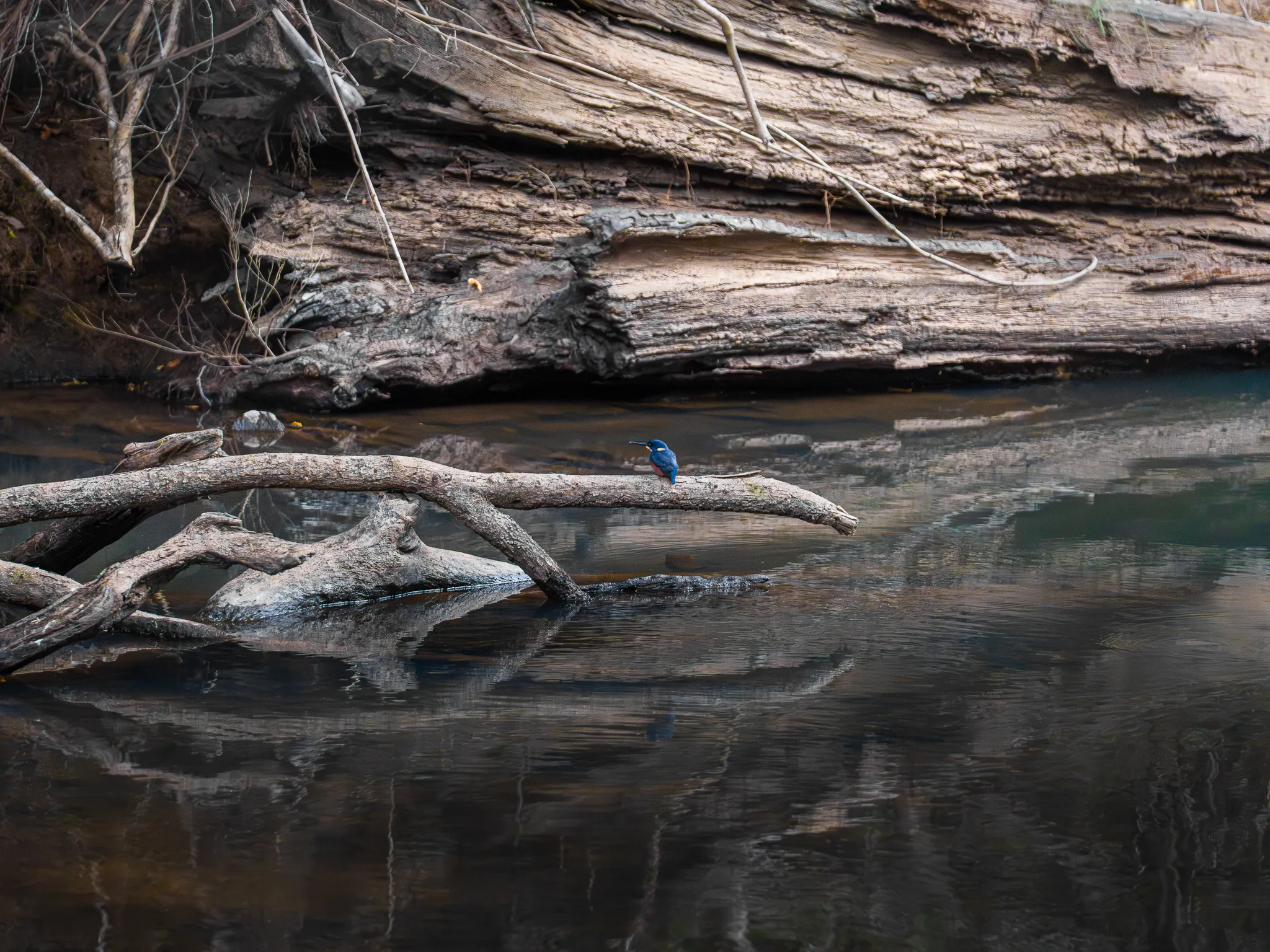 Eungella National Park Rainforest & Wild Platypus Encounter - Full Day| Experience Oz-7