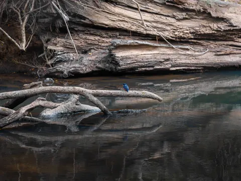 Airlie Beach Eungella Full Day Small Group Wild Platypus Encounter