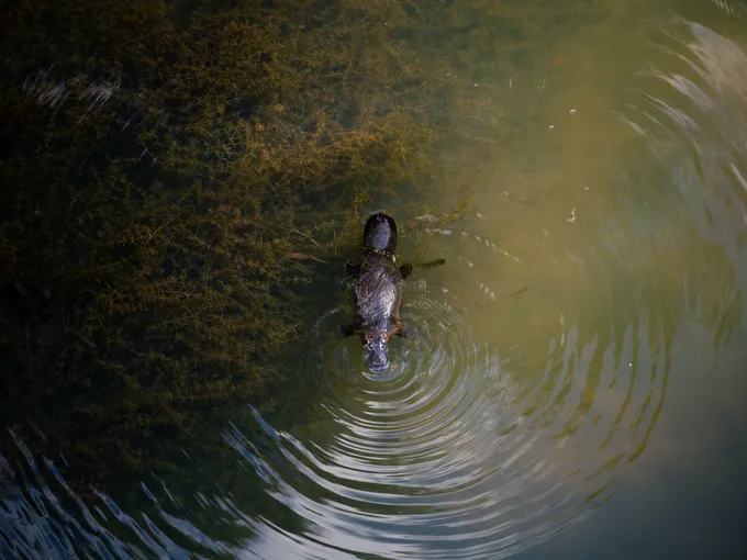 Eungella National Park Rainforest & Wild Platypus Encounter - Full Day| Experience Oz