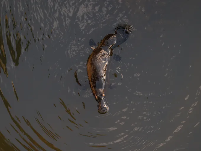 Eungella National Park Rainforest & Wild Platypus Encounter - Full Day| Experience Oz