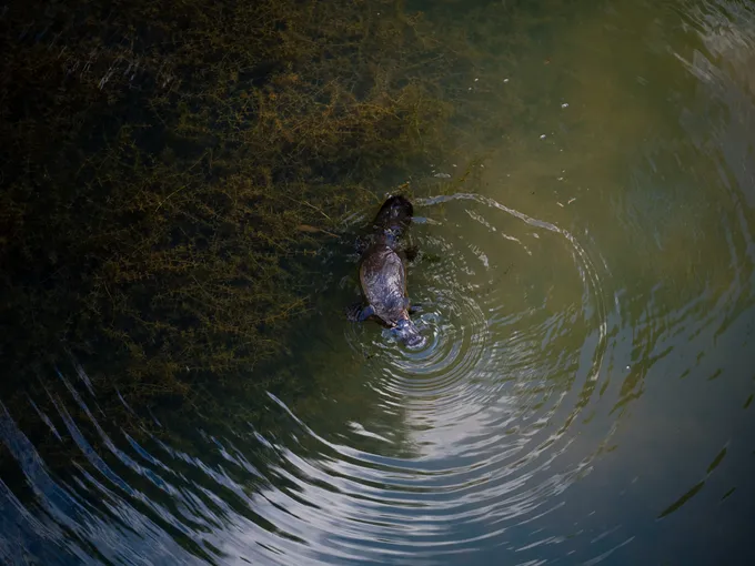 Eungella National Park Rainforest & Wild Platypus Encounter - Full Day| Experience Oz