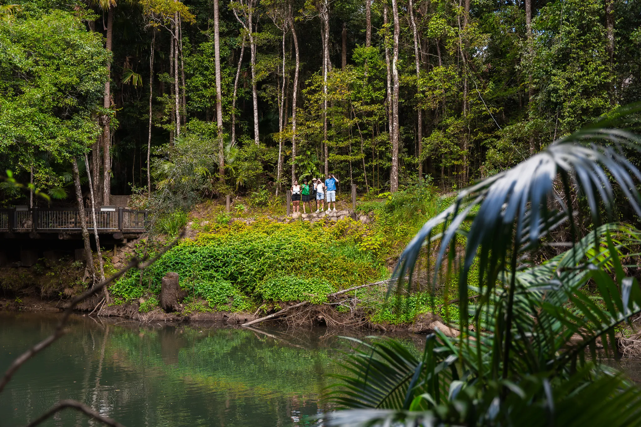 Eungella National Park Rainforest & Wild Platypus Encounter - Full Day| Experience Oz-14