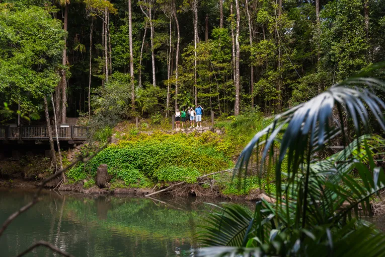 Eungella National Park Rainforest & Wild Platypus Encounter - Full Day| Experience Oz