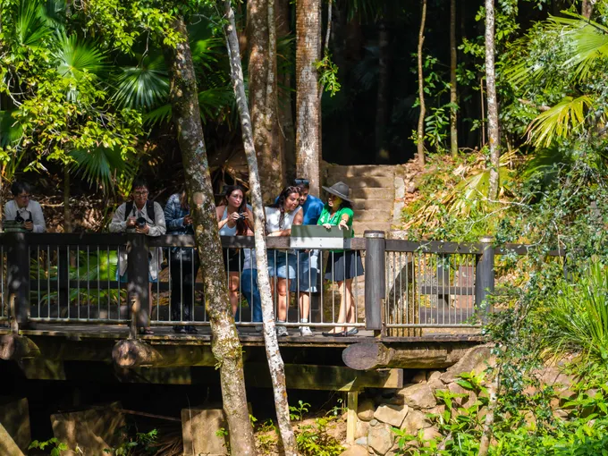 Eungella National Park Rainforest & Wild Platypus Encounter - Full Day| Experience Oz