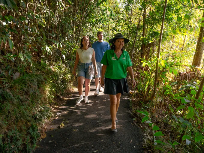 Eungella National Park Rainforest & Wild Platypus Encounter - Full Day| Experience Oz