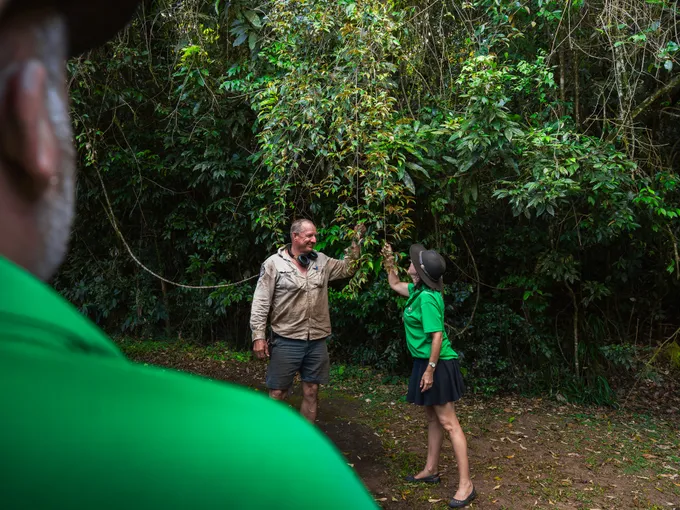 Eungella National Park Rainforest & Wild Platypus Encounter - Full Day| Experience Oz