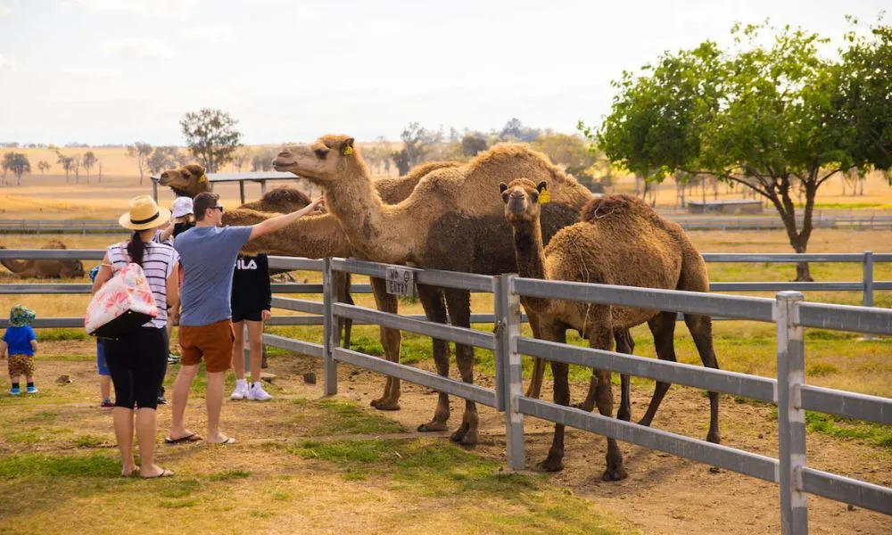 Summer Land Camel Trail Ride - 40 Minutes | Experience Oz-5