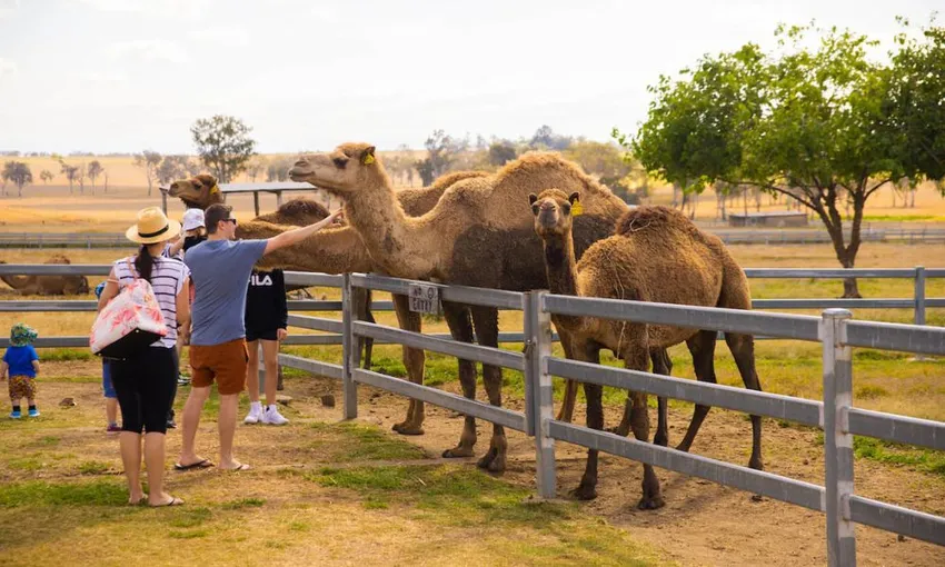 Summer Land Camel Trail Ride - 40 Minutes | Experience Oz
