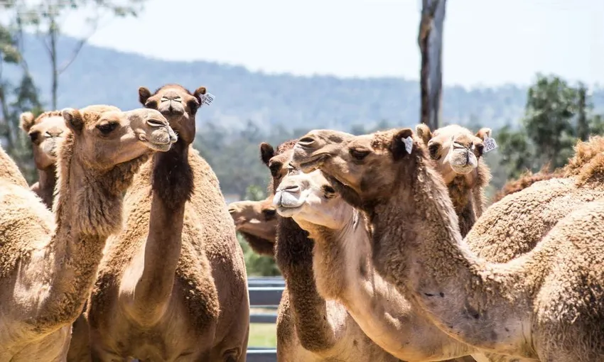 Summer Land Camel Trail Ride - 40 Minutes | Experience Oz