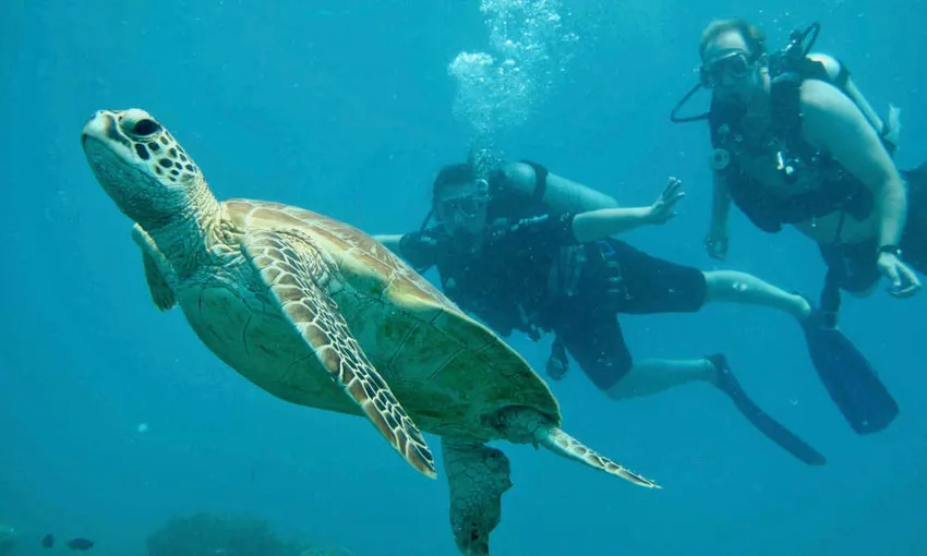 Green Island Sailing Cruise from Cairns | Experience Oz