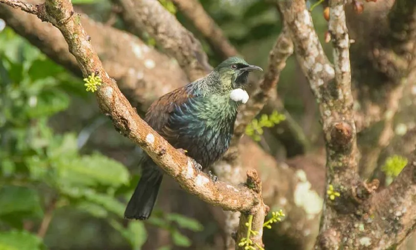 Auckland Wilderness Experience Nature Tour | Experience Oz