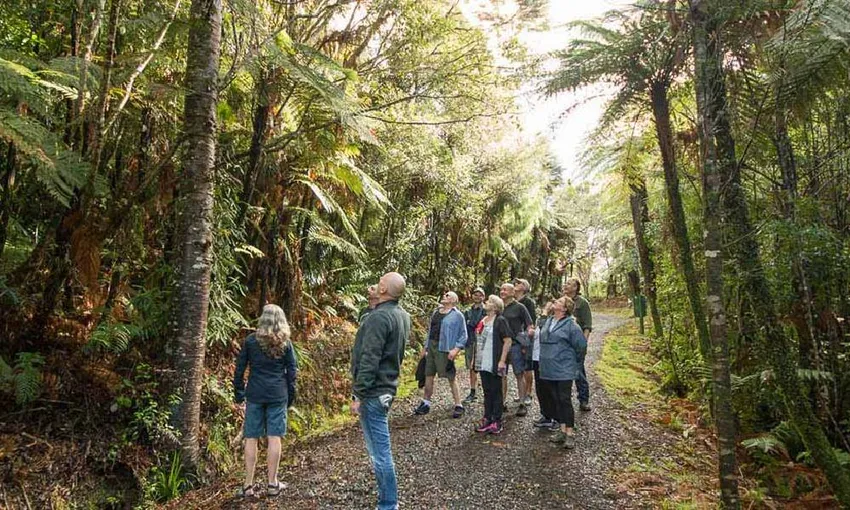 Auckland Wilderness Experience Nature Tour | Experience Oz