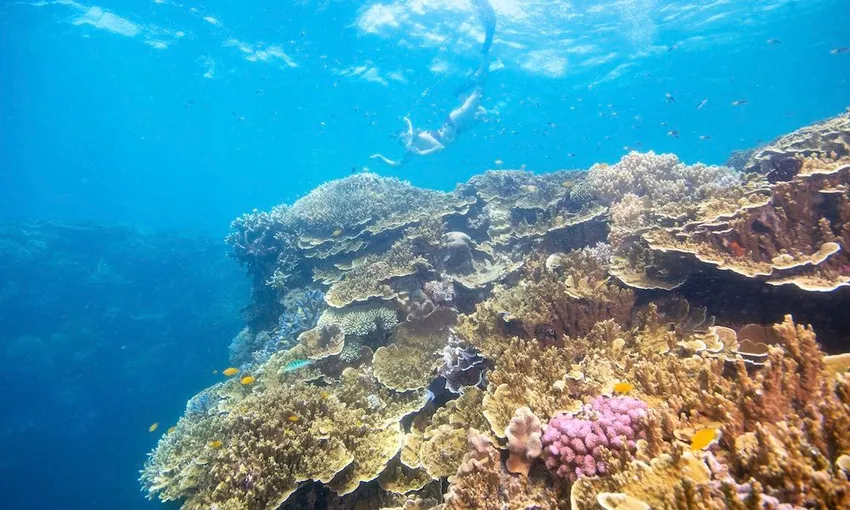 Great Barrier Reef & Fitzroy Island Tour Full Day | Experience Oz