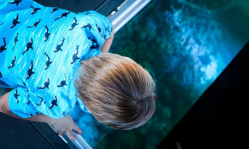 Airlie Beach Glass Bottom Discovery Tour | Experience Oz