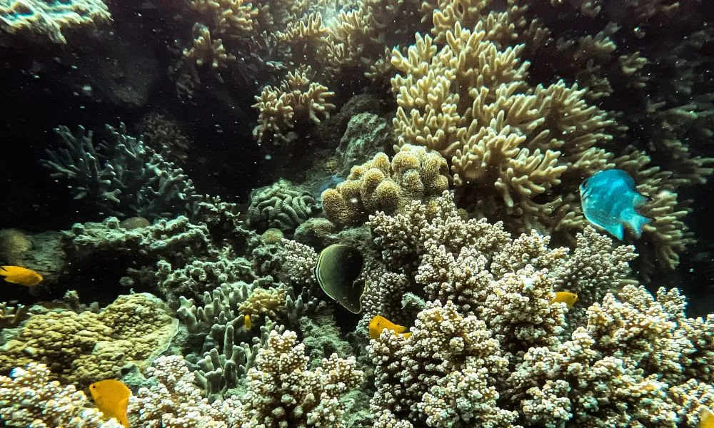 Airlie Beach Glass Bottom Discovery Tour | Experience Oz-9