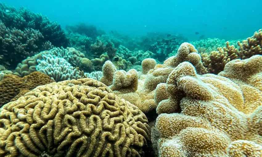 Airlie Beach Glass Bottom Discovery Tour | Experience Oz