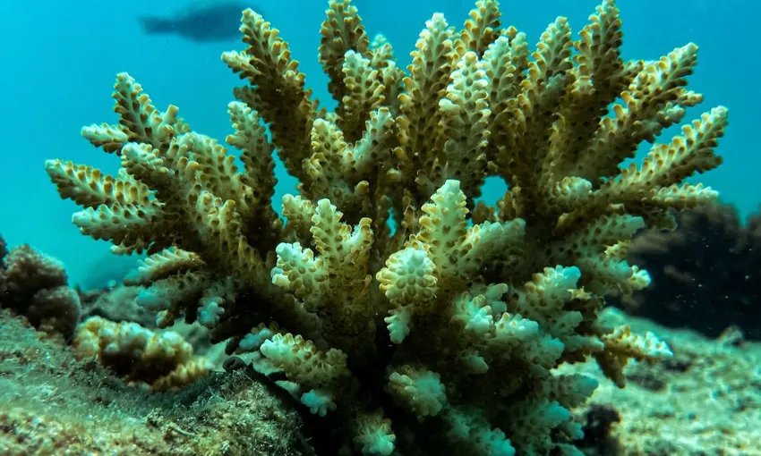 Airlie Beach Glass Bottom Discovery Tour | Experience Oz