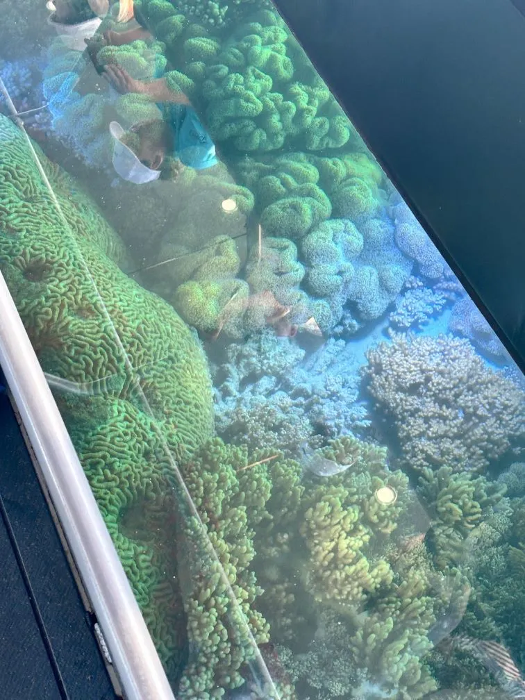 Airlie Beach Glass Bottom Discovery Tour | Experience Oz-12