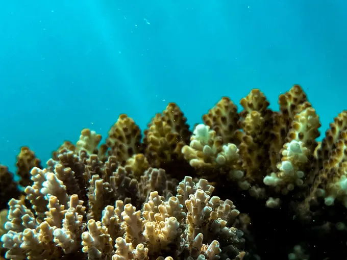Airlie Beach Glass Bottom Discovery Tour | Experience Oz