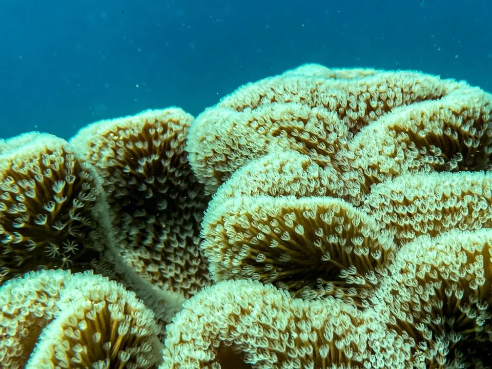 Airlie Beach Glass Bottom Discovery Tour | Experience Oz-24