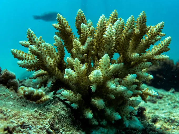 Airlie Beach Glass Bottom Discovery Tour | Experience Oz