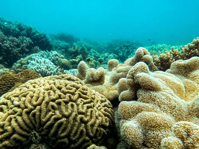 Airlie Beach Glass Bottom Discovery Tour | Experience Oz