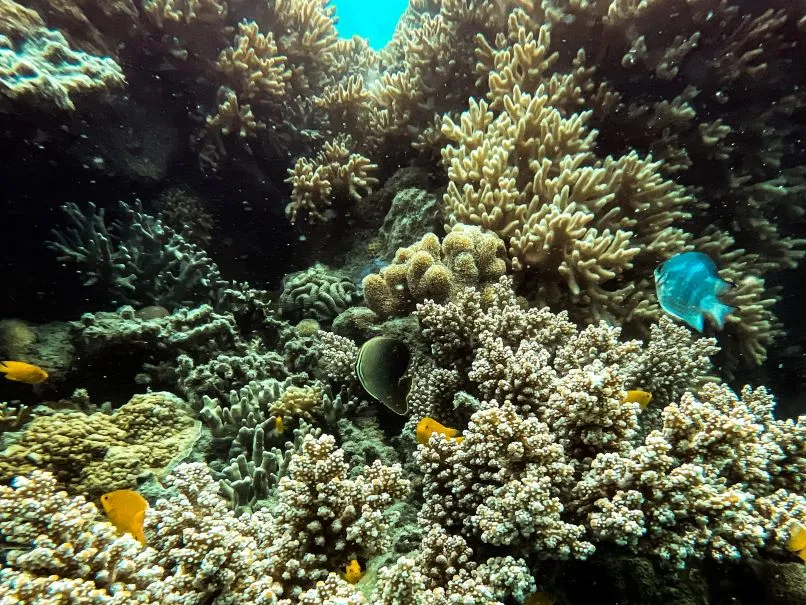 Airlie Beach Glass Bottom Discovery Tour | Experience Oz-27