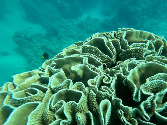 Airlie Beach Glass Bottom Discovery Tour | Experience Oz