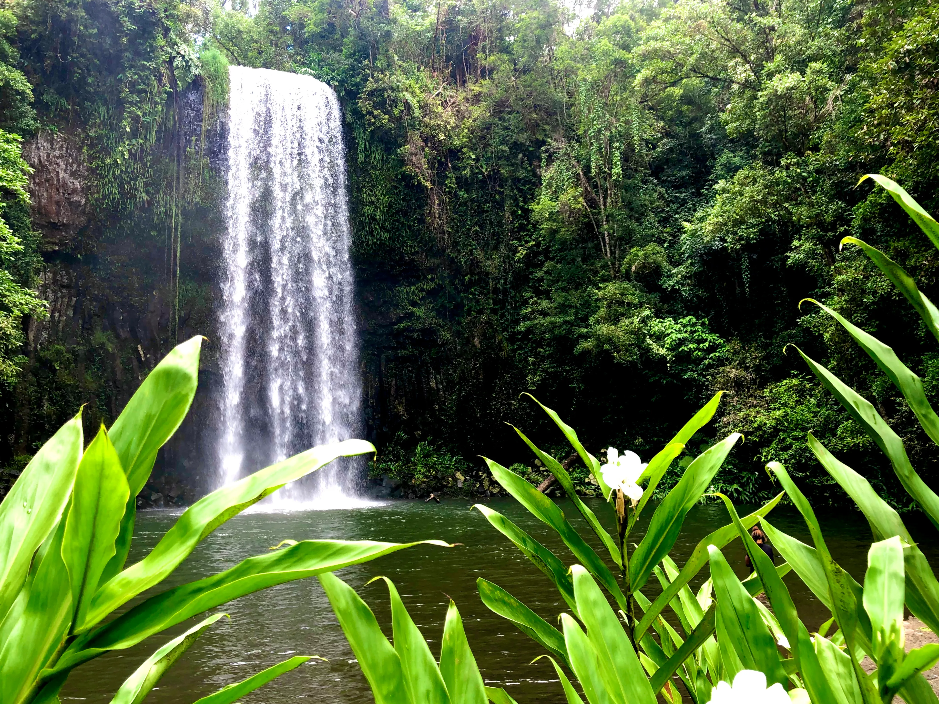 Cairns Waterfalls Day Tour | Experience Oz-5